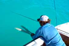 If you are a keen fishermen and enjoy the thrill of a good chase then take up the challenge of the monster Bonefish of Aitutaki with renowned Bonefish guide Itu Davey
