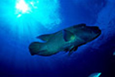More Info: Aitutaki Scuba