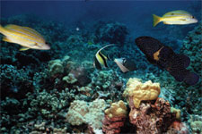 Aitutaki Lagoon’s spectacular fringe reef is an excellent diving area with walls, wrecks, caves, coral and an amazing variety of sea life in untouched conditions. 