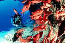 Aitutaki Lagoon’s spectacular fringe reef is an excellent diving area with walls, wrecks, caves, coral and an amazing variety of sea life in untouched conditions. 