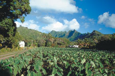 Takitumu Conservation, a community based protected area set aside in 1996 by the landowners to protect endangered native birds and their habitat.