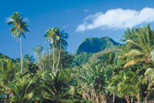 Takitumu Conservation, a community based protected area set aside in 1996 by the landowners to protect endangered native birds and their habitat.