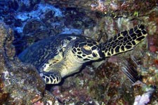 Rarotonga's best kept secret is out! If diving around the Cook Islands is where you want to be, then take advantage of 29 years local knowledge with Cook Island Divers