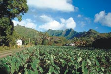 Pa's  Mountain Trek or Nature Walk is a great way to see the interior of the island and learn about the many medicinal uses for the local fauna and flora. Take to the hills with Pa and enjoy the views