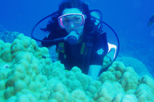 Pacific Divers Water Activities Cook Islands Diving Rarotonga