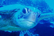 Pacific Divers will give you the finest diving experience in Rarotonga with sound knowledge of some of the greatest dive spots around. Two tank dive trips are our specialty.