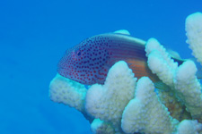 Pacific Divers will give you the finest diving experience in Rarotonga with sound knowledge of some of the greatest dive spots around. Two tank dive trips are our specialty.