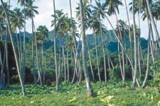 Rarotonga's premier transfer company providing quality set in coach or private air-conditioned car transfers from the airport to any registered property on Rarotonga.