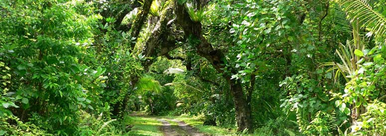 Cook Islands, Atiu, Cave Tours, Kopeka Bird, Atiu Coffee, Arts Firber Studio 