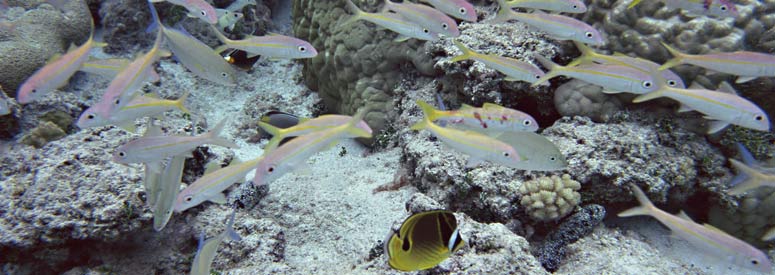 Cook Islands, Mitiaro, Itiki, Fresh Water Caves, Lakes