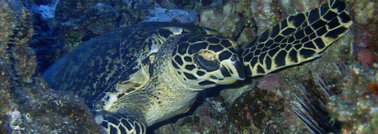 Ocean Green Turtle