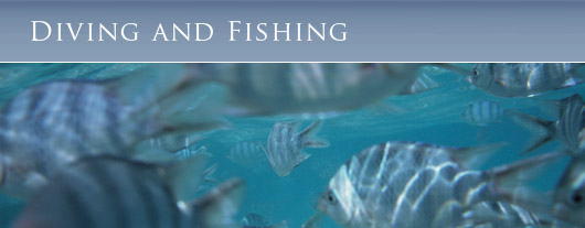 Lagoon Fish in Aitutaki