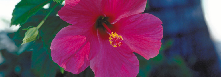 Pink Hibiscus of the Cook Islands